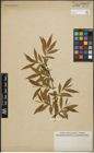 Foto von Salix pomeranica Willd.